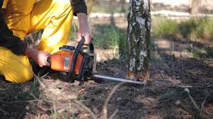 How Our Tree Care Process Works  in North St Paul, MN